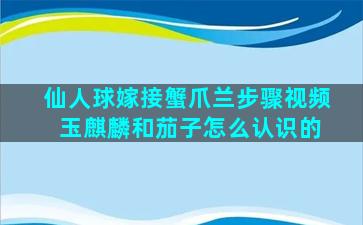 仙人球嫁接蟹爪兰步骤视频 玉麒麟和茄子怎么认识的